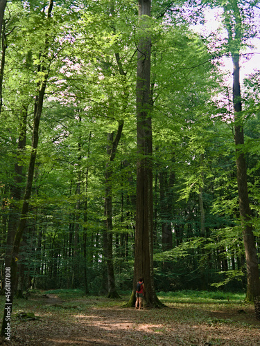 Grands chênes en forêt de Bercé