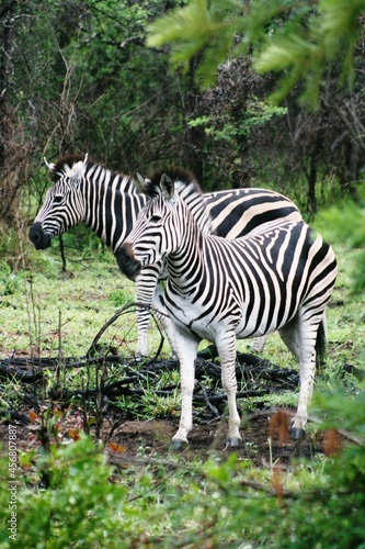 Kruger National Park  South Africa