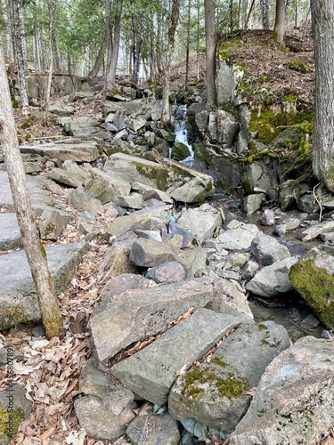 river in the forest