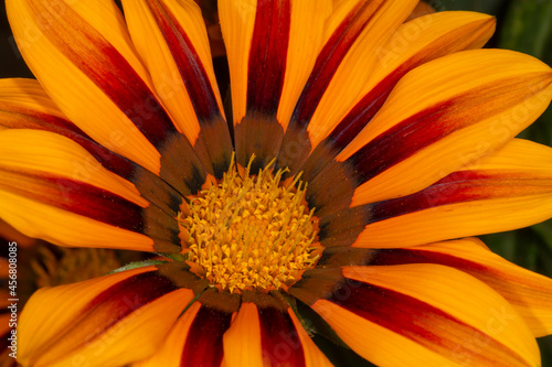 orange with red gazania flower