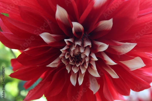 red dahlia flower macro