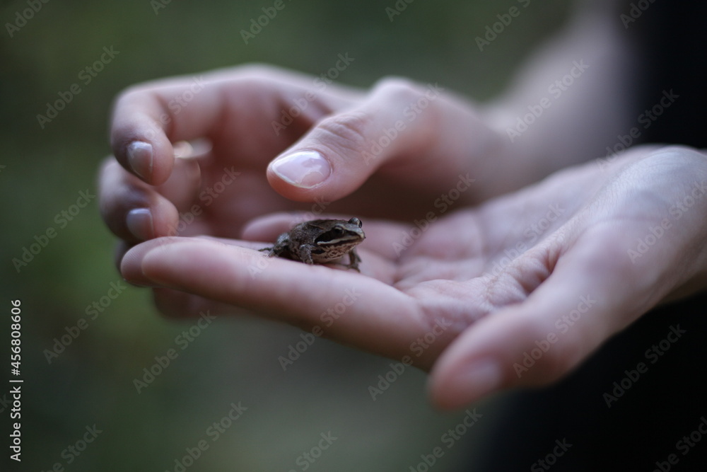 A frog in hands