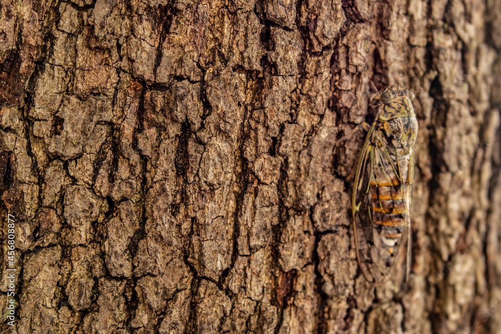 Tree bark background with camouflaged cicada Tree bark background with camouflaged cicada