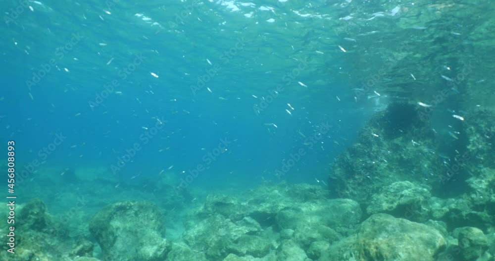 silversides under sun shine and beams underwater silverside fish school wavy sea protection ocean scenery behaviou silversides under sun shine and beams underwater silverside fish school wavy sea protection ocean scenery behaviou