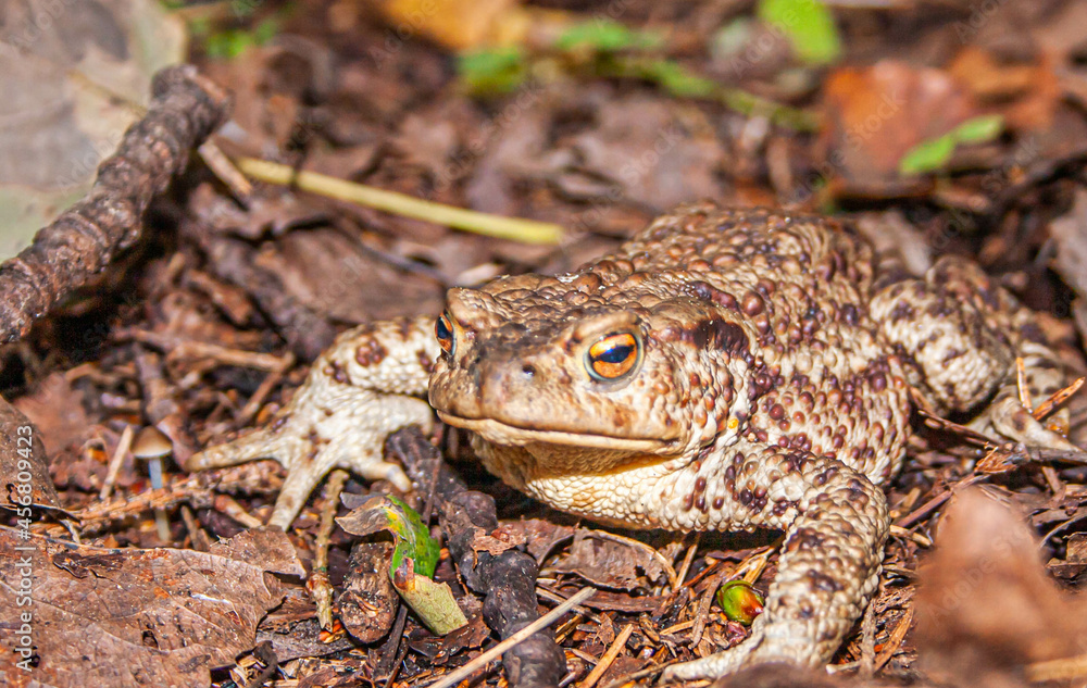 Fototapeta premium Forest Frog