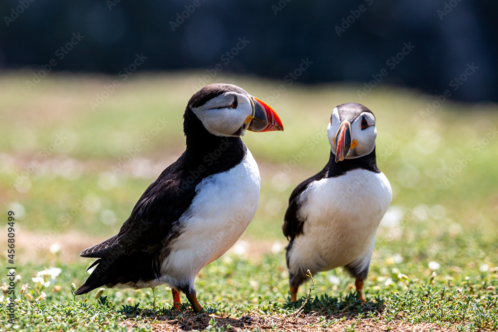 Naklejka premium Two Atlantic Puffins in the Summer Sunshine, on Skomer Island