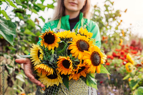 Woman gardener holds bouquet of yellow lime sunflowers in summer garden. Cut flowers harvest picking photo