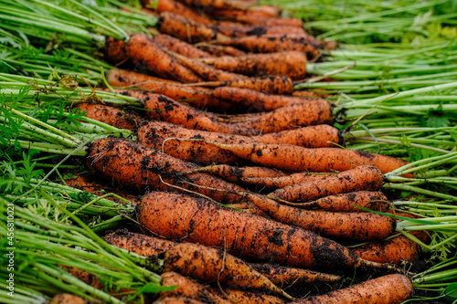 A large harvest of fresh organic carrots on the ground. Seasonal work on the farm. Autumn harvest.