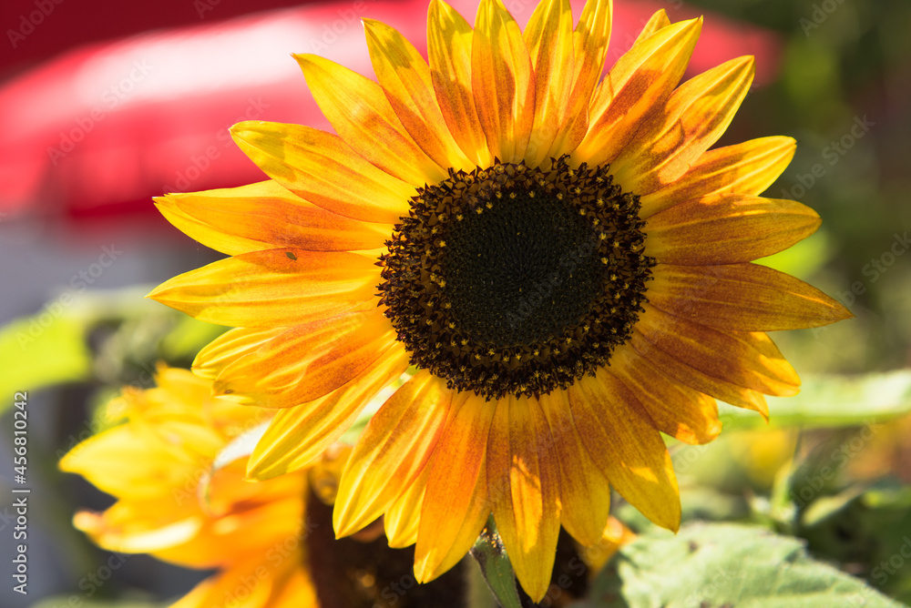 Obraz premium Beautiful sunflower on a summer day. 