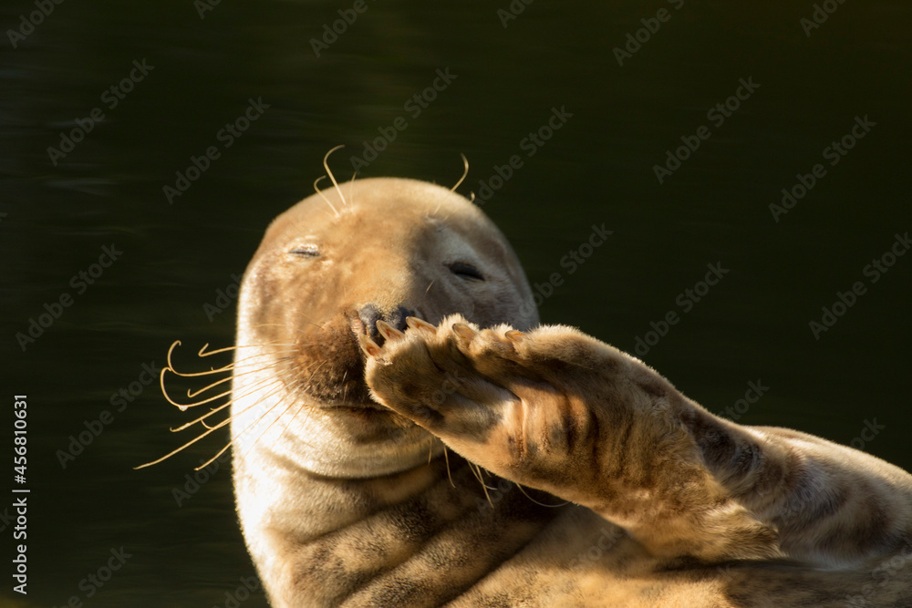 the seal lies down and salutes, and say hello, waving its fin - obrazy, fototapety, plakaty 