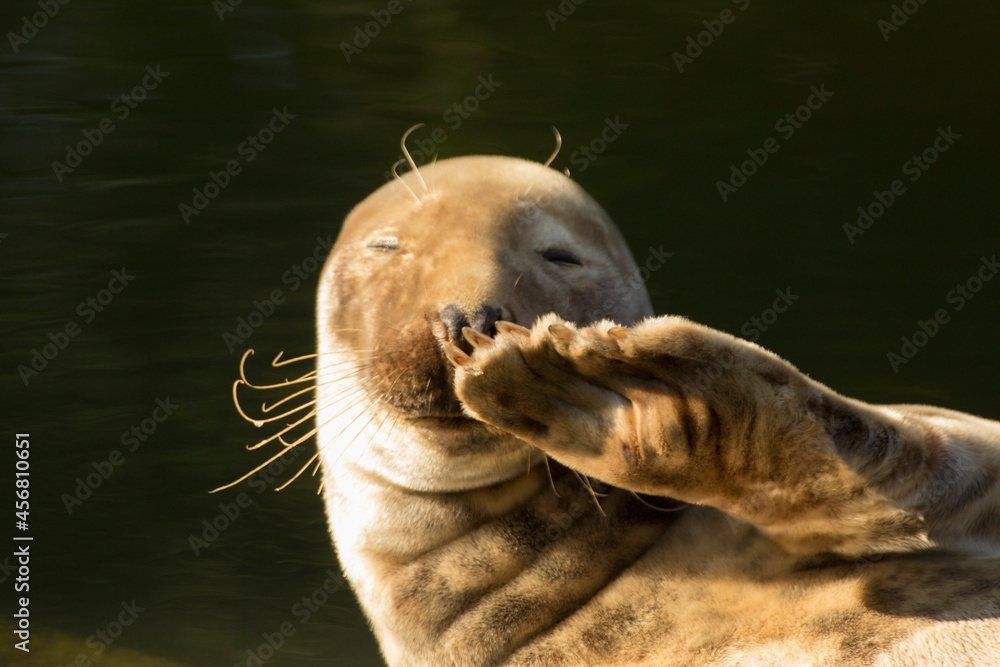 Obraz premium the seal lies down and salutes, and say hello, waving its fin