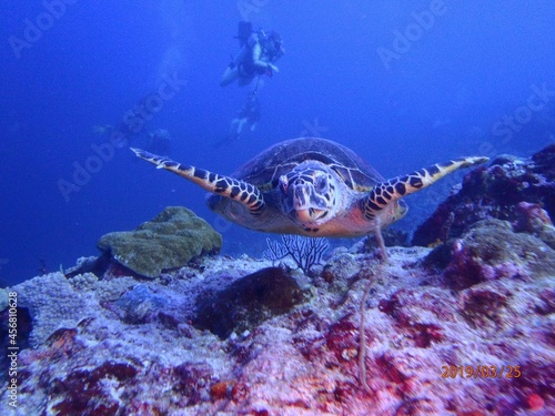 coral reef and turtel