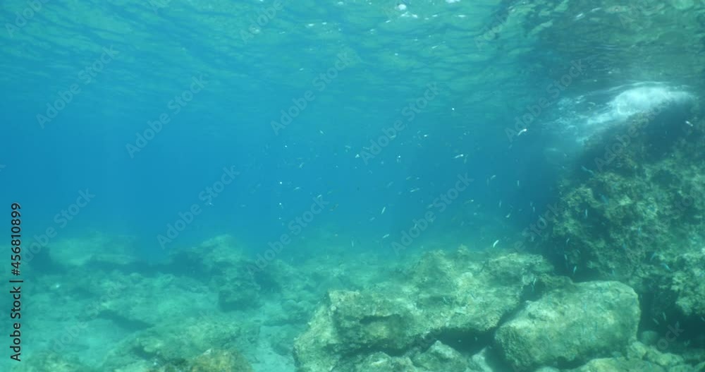 silversides under sun shine and beams underwater silverside fish school wavy sea protection ocean scenery behaviou silversides under sun shine and beams underwater silverside fish school wavy sea protection ocean scenery behaviou