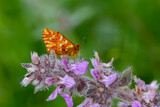 red butterfly on pink flower, Boloria caucasica