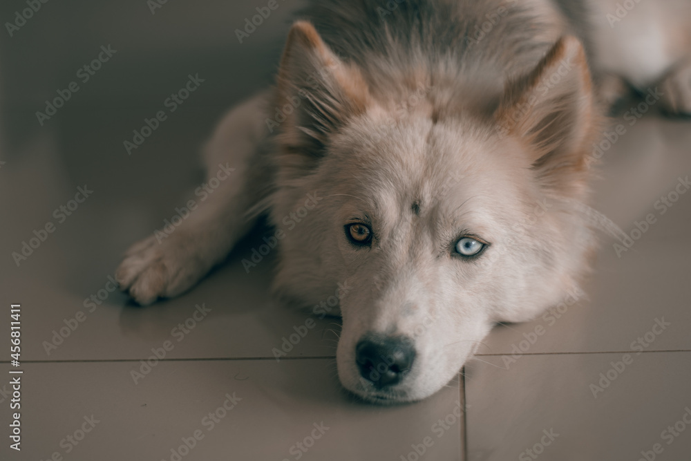 Naklejka premium husky dog portrait