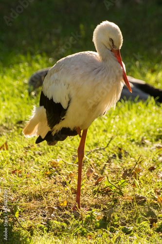 white stork on green grass photo