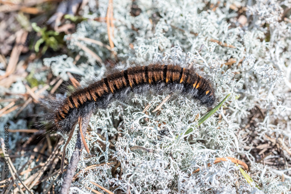 Caterpillar. Focus selected. Scary furry caterpillar. A dangerous worm. Scary snake in the grass. Caterpillar. Focus selected. Scary furry caterpillar. A dangerous worm. Scary snake in the grass.