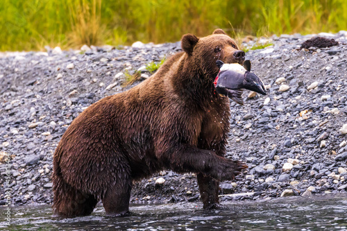 Wild Kodiak brown bear holding a pink salmon in his mouth that he just caught in a stream on Kodiak Island, Alaska photo