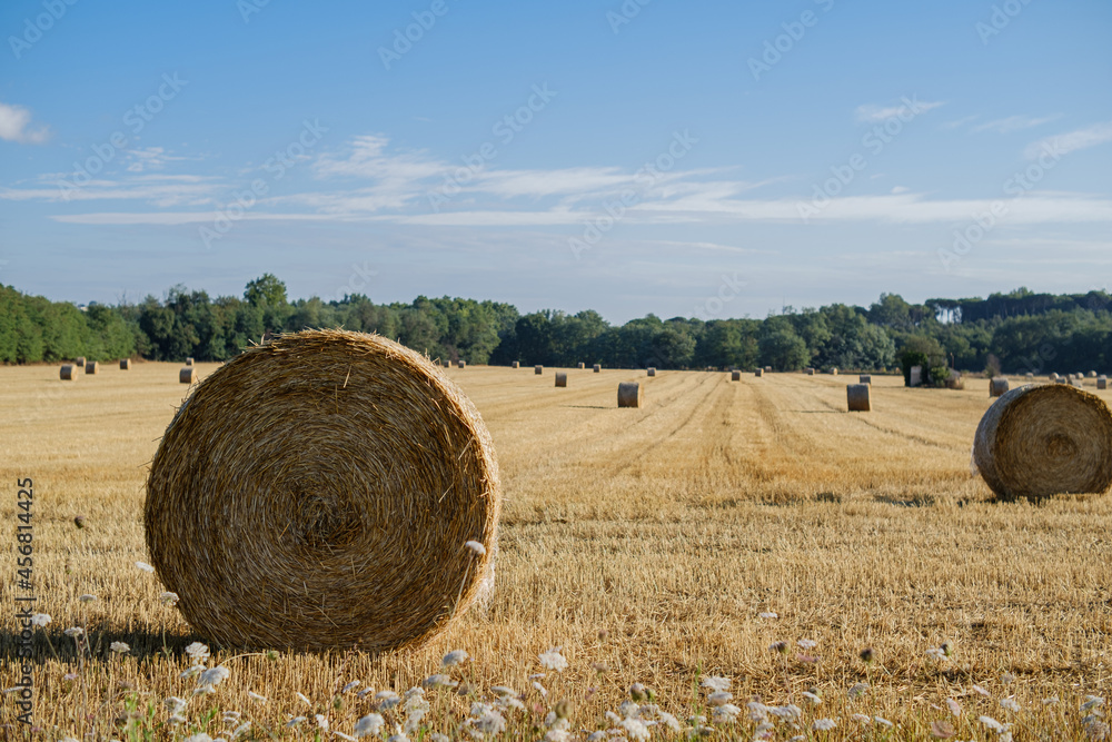 Straw wheels on a harvested agricultural yellow field on a blue sunny day