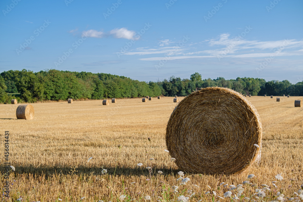 Straw wheels on a harvested agricultural yellow field on a blue sunny day