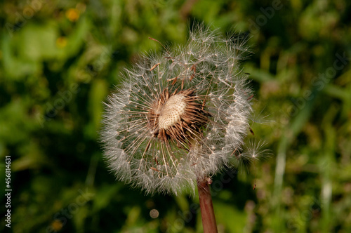 Fototapeta Naklejka Na Ścianę i Meble -  dandelion seeds in the wind