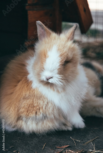 Fluffy domestic rabbit in a cage. Rabbit fur farm