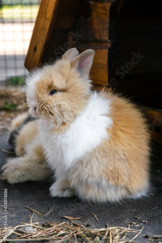 Fluffy domestic rabbit in a cage. Rabbit fur farm
