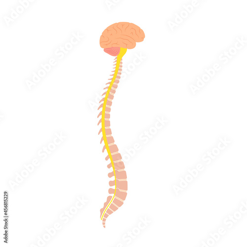 Spinal cord anatomy