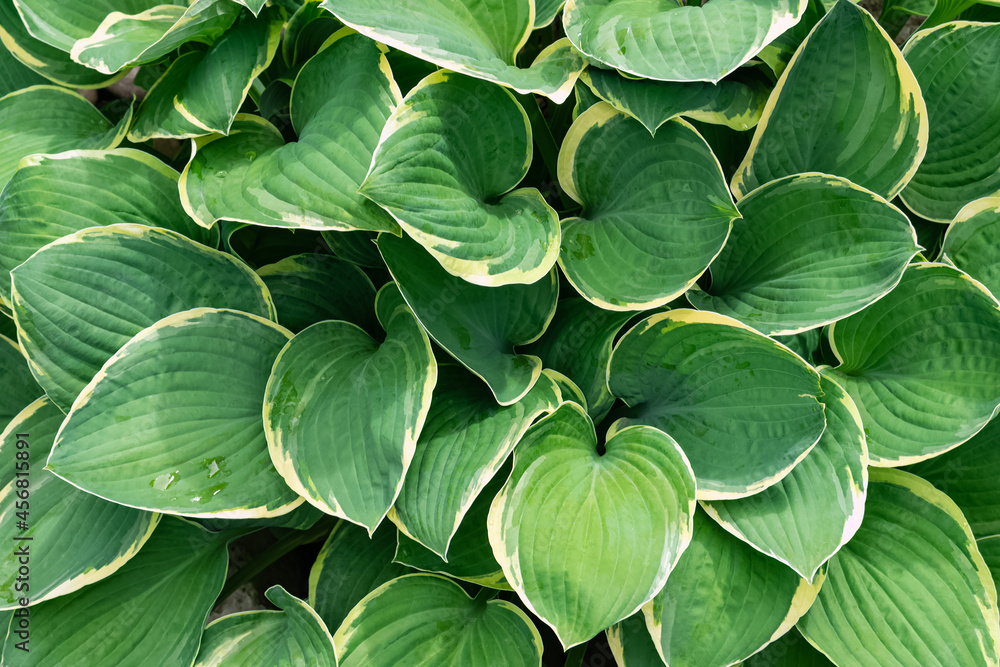 Fototapeta premium Dark green wet Hosta plantaginea leaves with light yellow edging