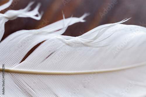 bird feather in detail. Macro background natural colors