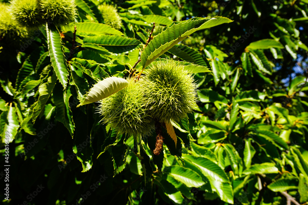Raw chestnut hangs on a chestnut tree Raw chestnut hangs on a chestnut tree
