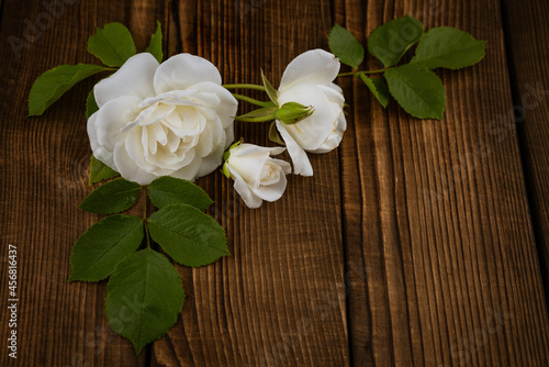 cut white flowers of a decorative home rose on a brown wooden background. Inflorescences surrounded by green leaves are taken in close-up