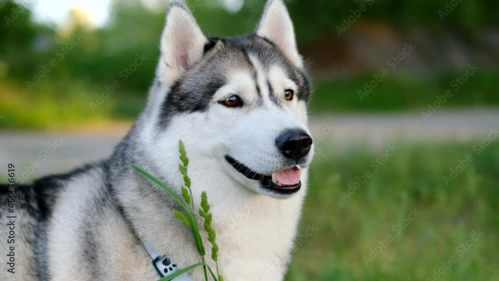 Dog breed Siberian Husky in the park at sunset, portrait Dog breed Siberian Husky in the park at sunset, portrait