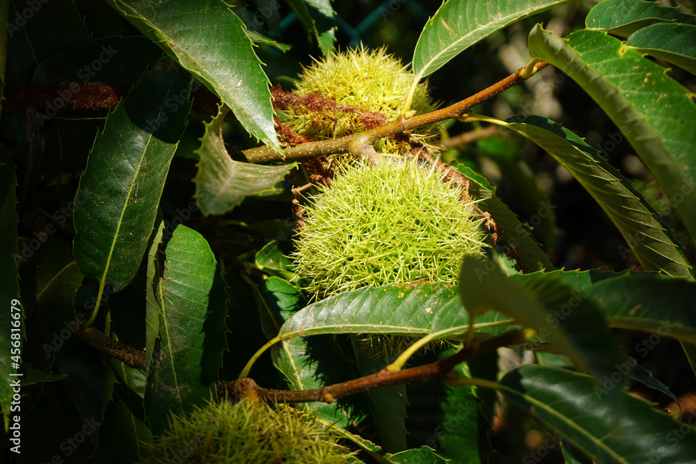 Raw chestnut hangs on a chestnut tree Raw chestnut hangs on a chestnut tree