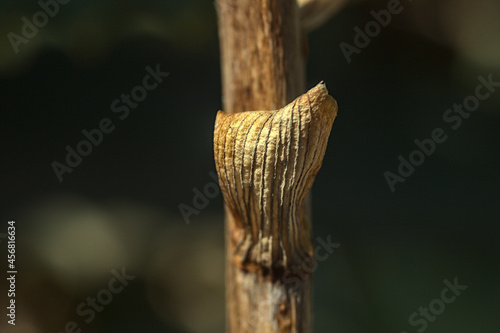 Wallpaper Mural ramas secas de flor de aloe vera Torontodigital.ca