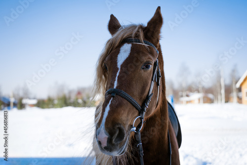 portrait of the head of a bay horse on a sunny winter day against the background of a forest and a blue sky