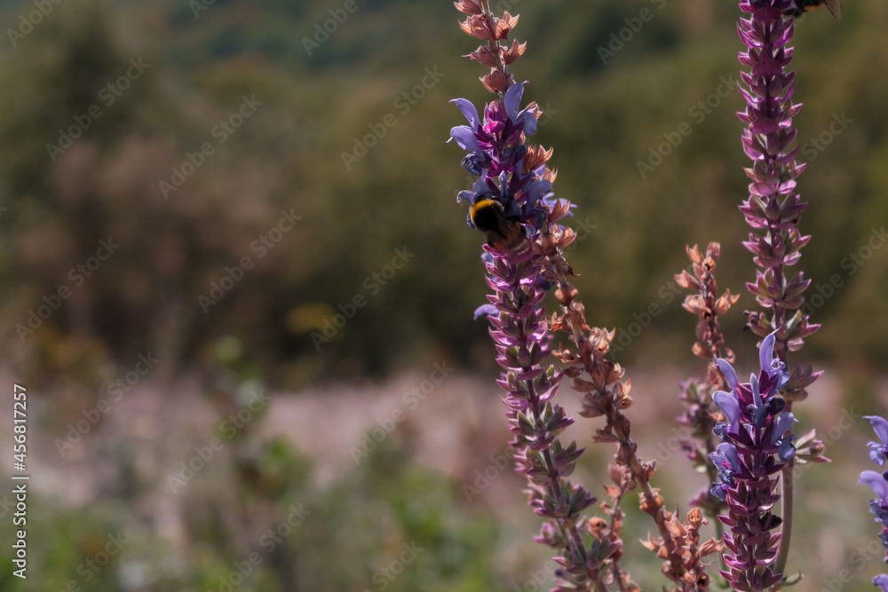 Obraz premium lavender field in region