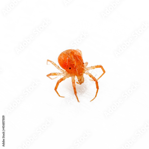 Anystis Baccarum Mite or Whirligig Red Velvet Mite Arachnid Predator Tick Isolated on White Background