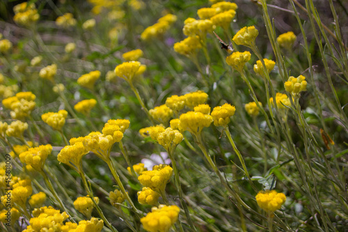 View of a flower with yellow petals in the field in Caudiel, Castellon photo