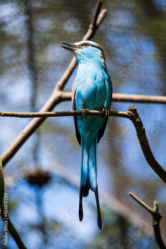 Photography blue bird resting