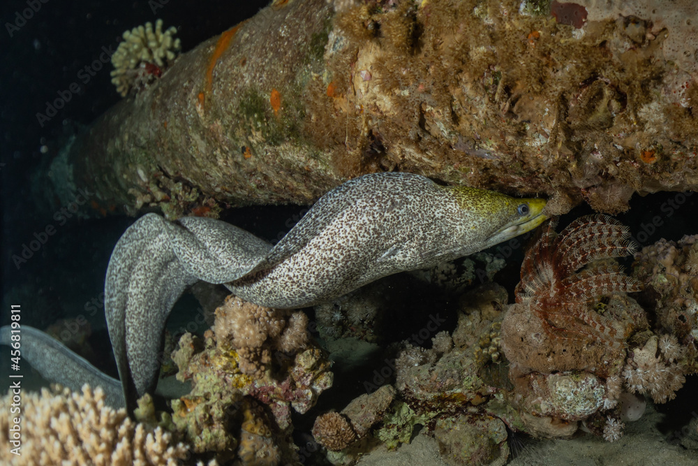 Moray eel Mooray lycodontis undulatus in the Red Sea, Eilat Israel
Moray eel Mooray lycodontis undulatus in the Red Sea, Eilat Israel