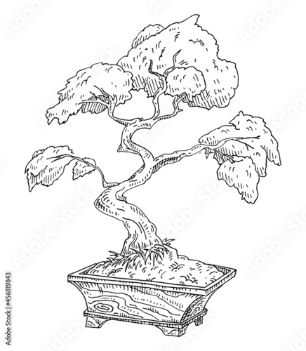 Bonsai tree in pot. Vintage black engraving illustration