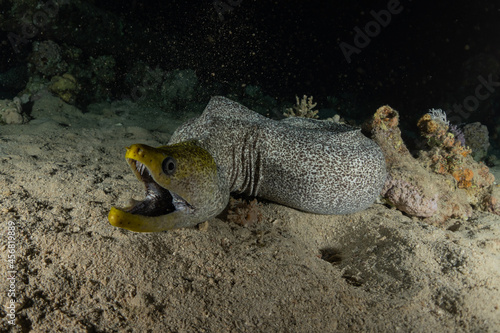 Moray eel Mooray lycodontis undulatus in the Red Sea  Eilat Israel 