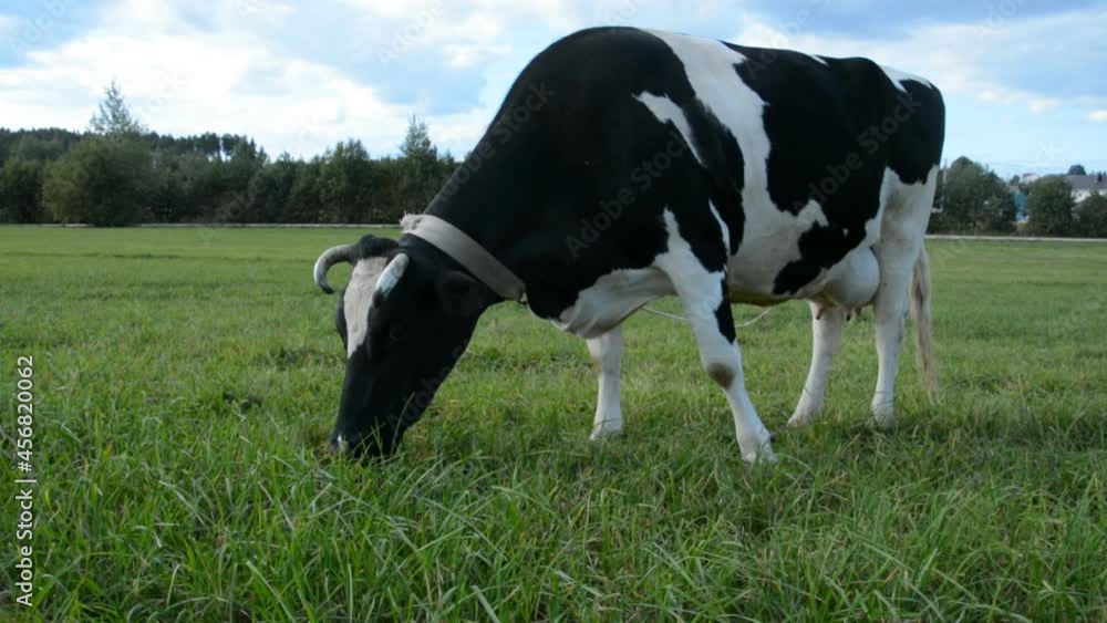Country cow perching in summer on a green meadow on a warm sunny day, healthy food concept Country cow perching in summer on a green meadow on a warm sunny day, healthy food concept