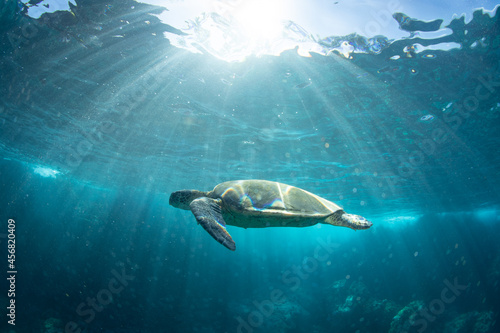 green sea turtle coming to the surface to breath in Hawaii © Drew