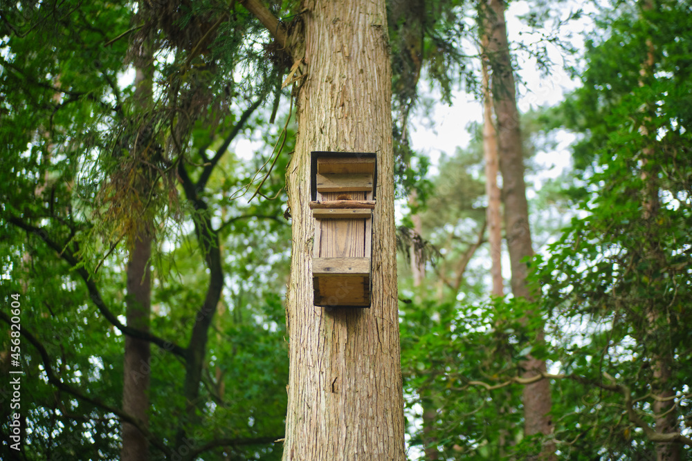 Bird house, bird-box on tree