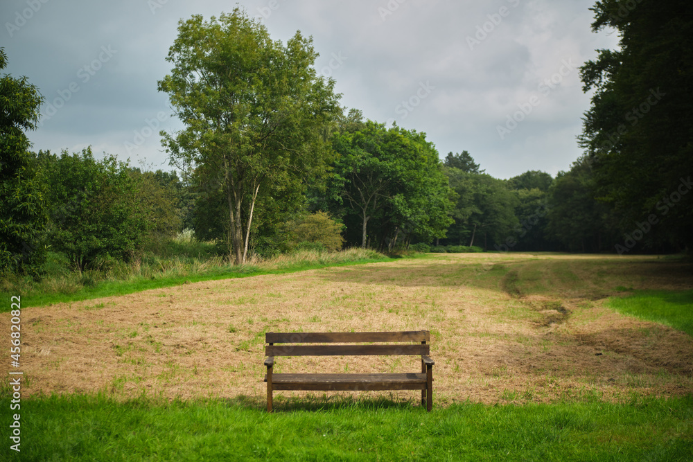 Bench in the park, beautiful nature view, background Bench in the park, beautiful nature view, background