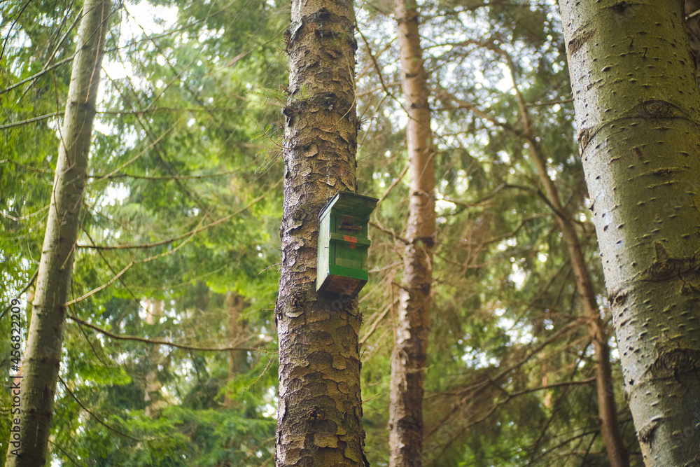 Fototapeta premium Bird house, bird-box on tree