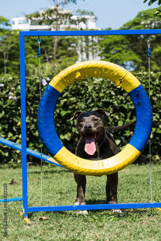 Pit bull dog jumping the tire while practicing agility and playing in the dog park.
