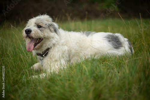 The dog stuck out his tongue. The pet rests on the grass. An animal with white hair.